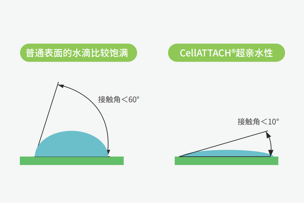 獨特的超親水表面處理技術，能為細胞提供更好的吸附性，促進細胞快速貼壁生長，提高產量