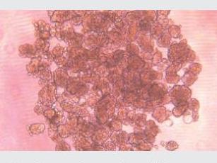 經(jīng)不同細(xì)胞培養(yǎng)測(cè)試驗(yàn)證，表面幾乎無(wú)細(xì)胞貼壁，可快速實(shí)現(xiàn)可重復(fù)、一致、可靠的細(xì)胞球培養(yǎng)