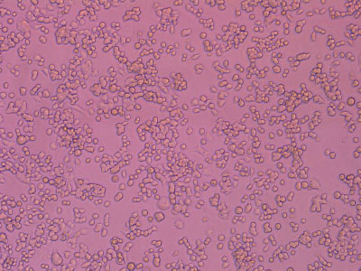 經細胞培養(yǎng)測試驗證，細胞貼壁率達 90% 以上，貼壁細胞活率達95%以上