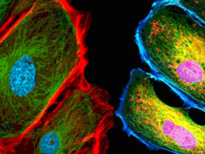 無自發(fā)熒光，成像效果佳，可用于熒光顯微實驗、激光共聚焦顯微實驗、熒光原位雜交（FISH）和相差顯微實驗等